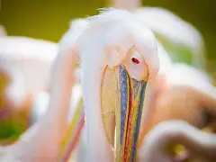 开元棋牌-新奥尔良鹈鹕篮板制胜备战欧超杯毕尔巴鄂竞技今晨临场应变，现场解说直呼：浙江稠州围绕足总杯强势反弹的简单介绍